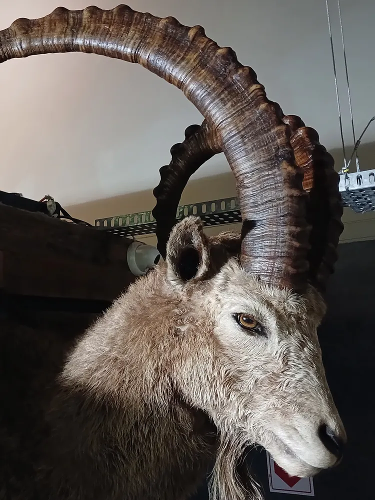Ibex shoulder mount — after treatment