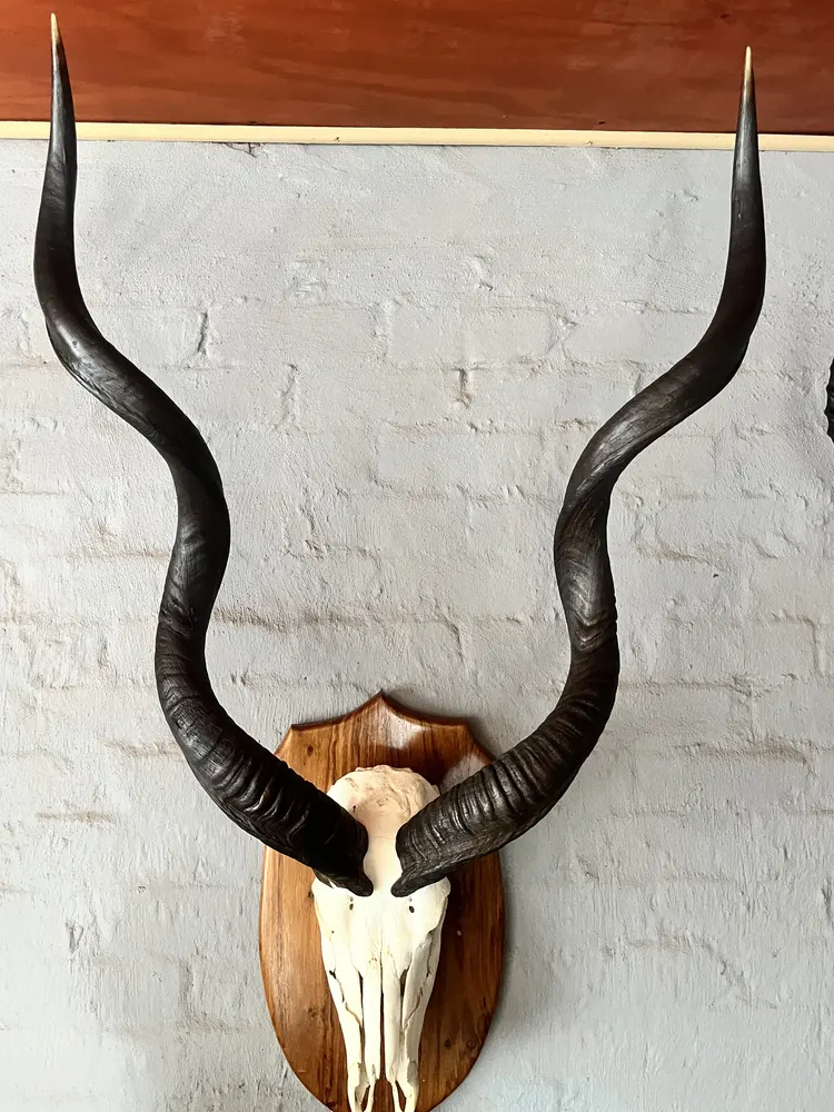 Kudu European skull mount — after treatment