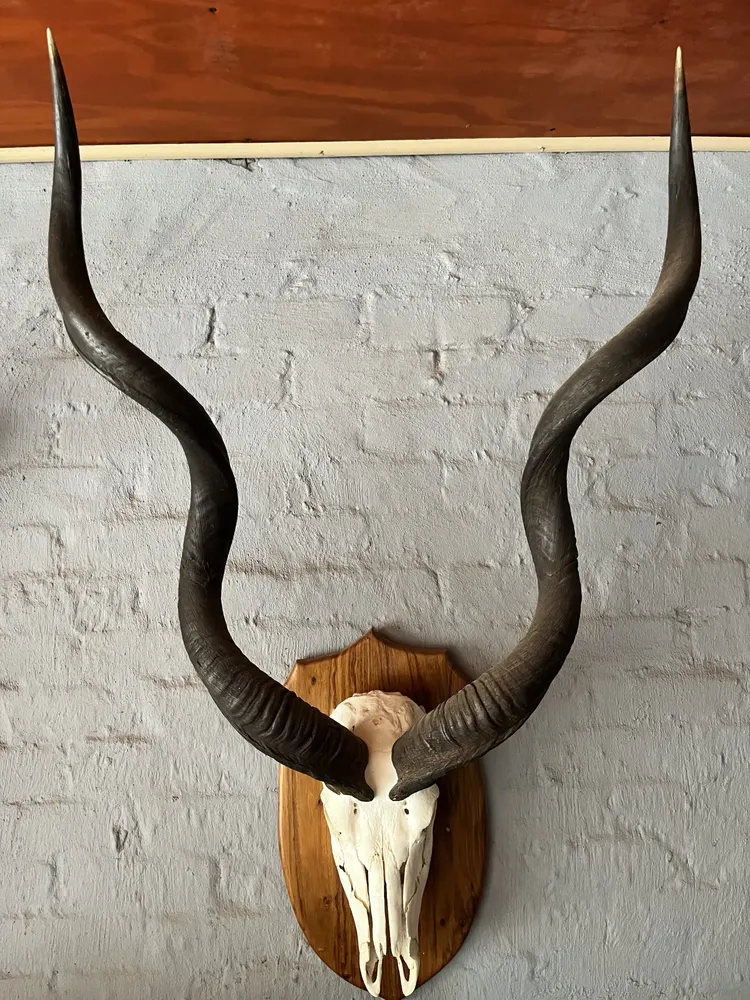 Kudu European skull mount — before treatment