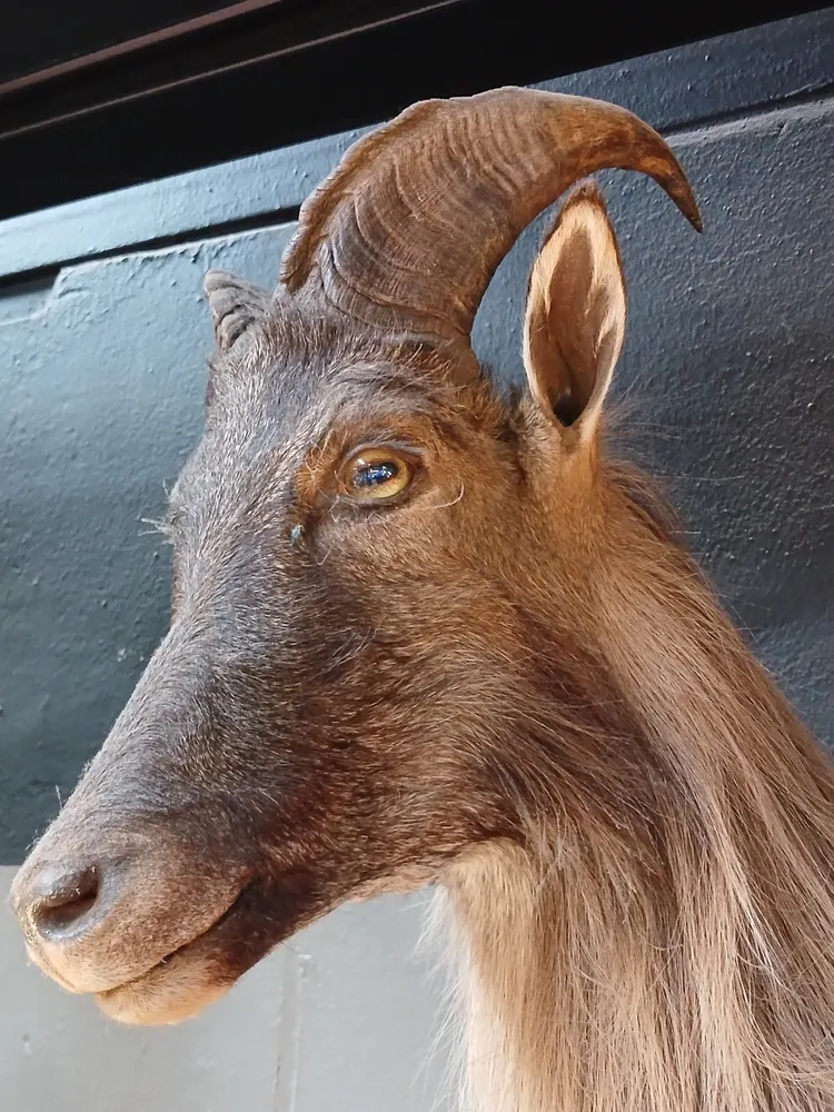 Himalayan tahr shoulder mount — before treatment