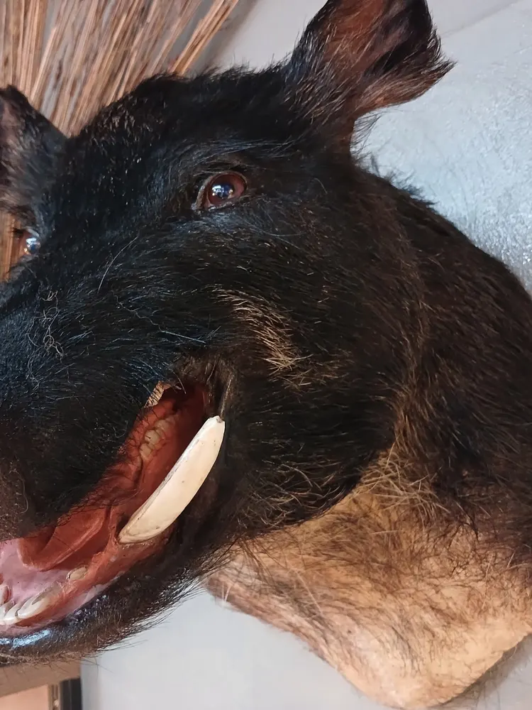 European wild boar shoulder mount — after treatment