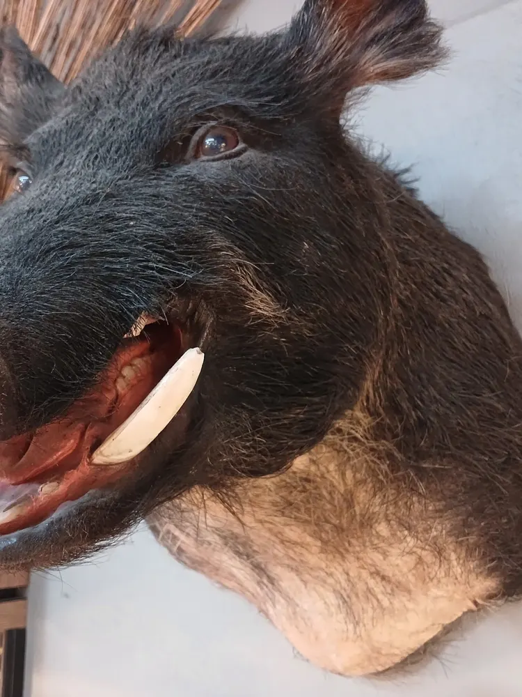 European wild boar shoulder mount — before treatment