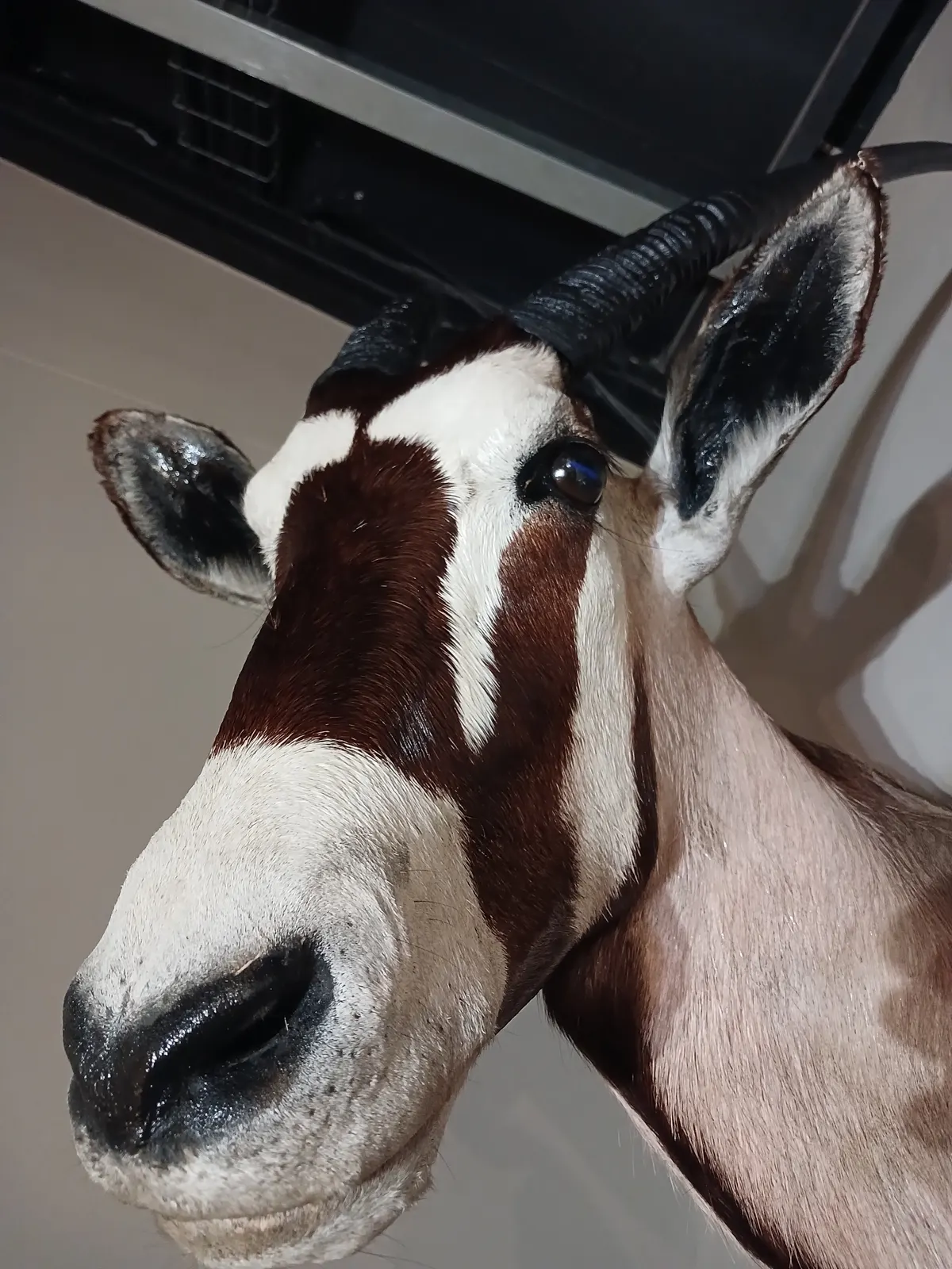 Gemsbok facial markings in close-up, hair restored to lustre by Trophy Care